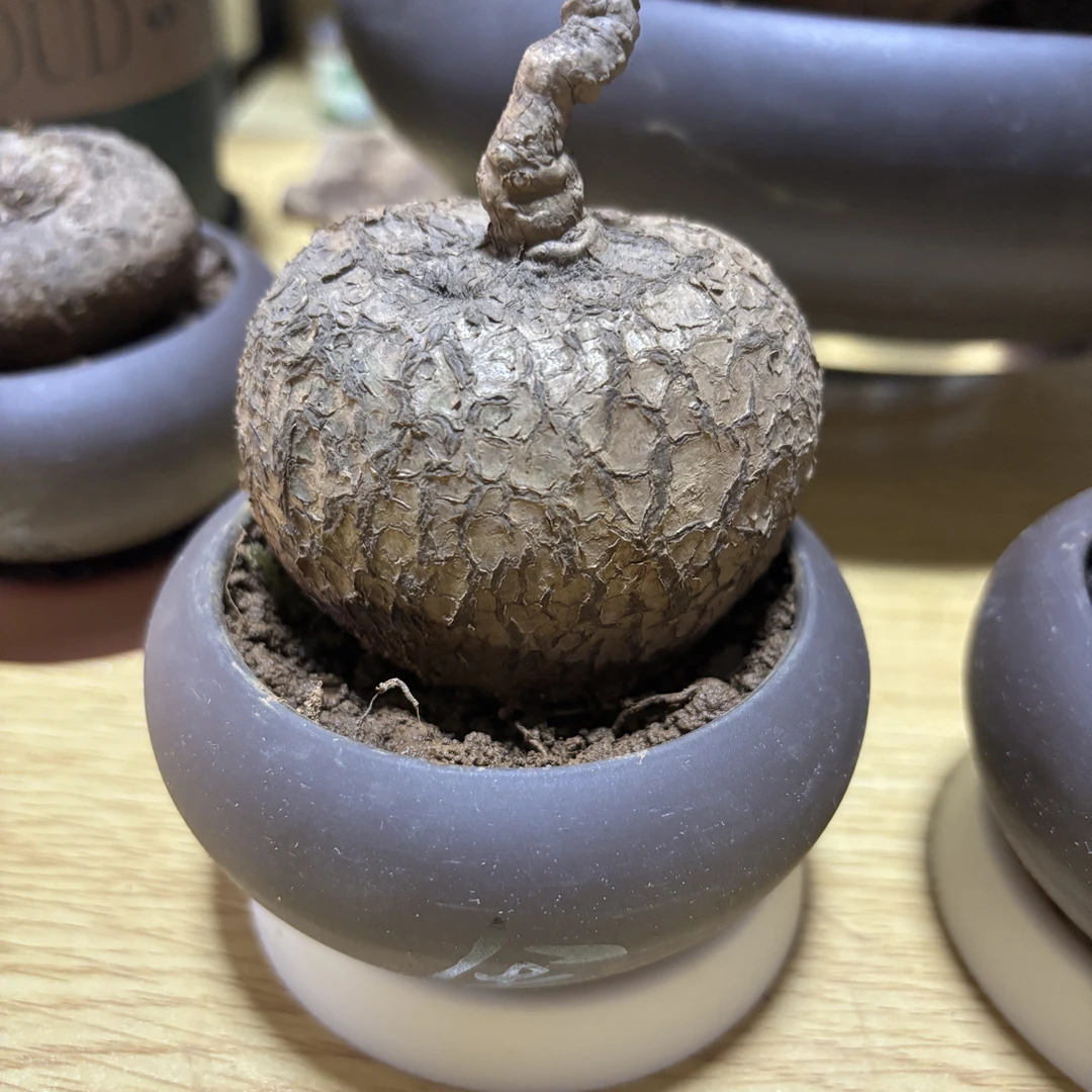 直播间一物一拍山乌龟盆栽室内圆叶绿植水培桌面盆景庭院马家柚