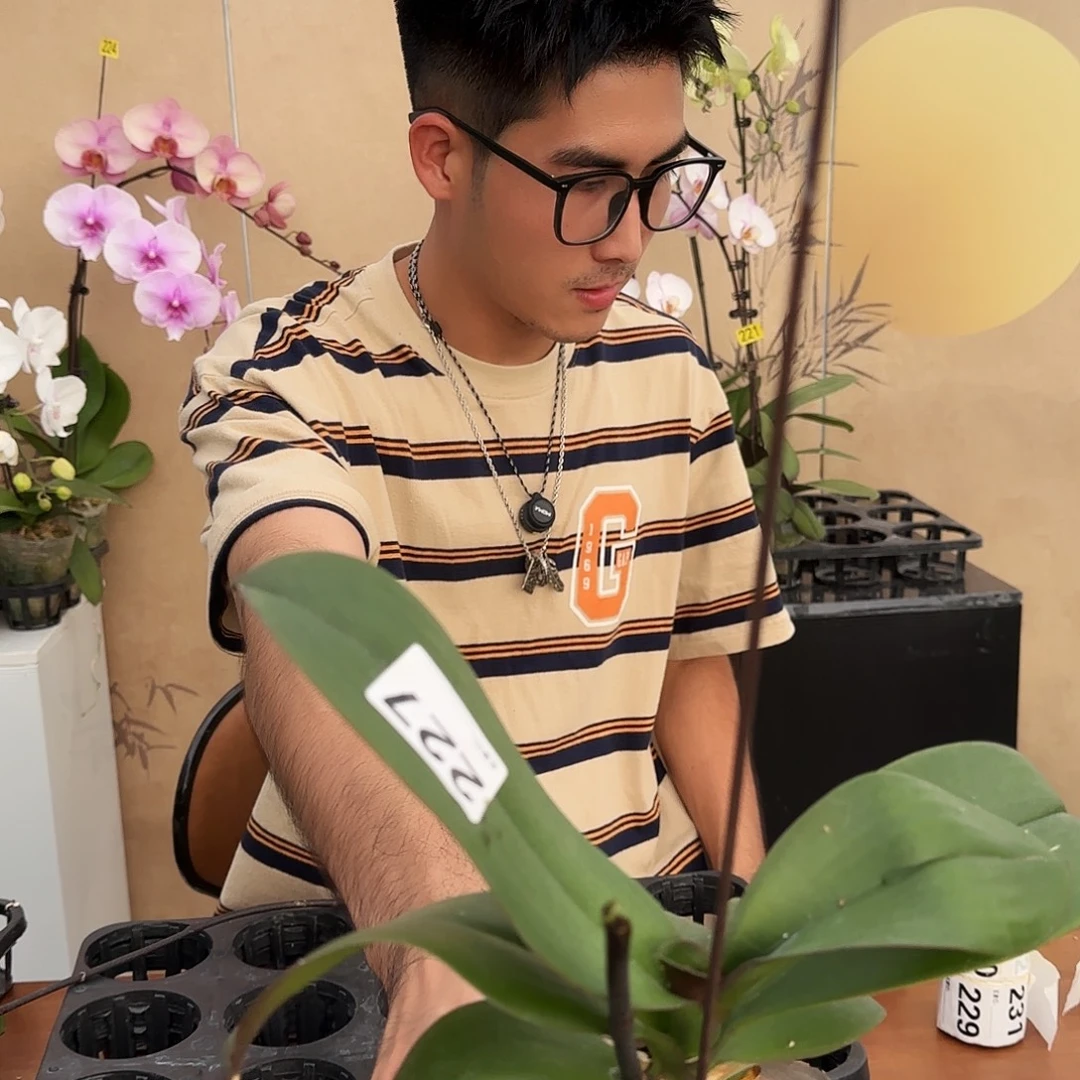 完全开放228红印一棵/无售后/正常剪梗发货