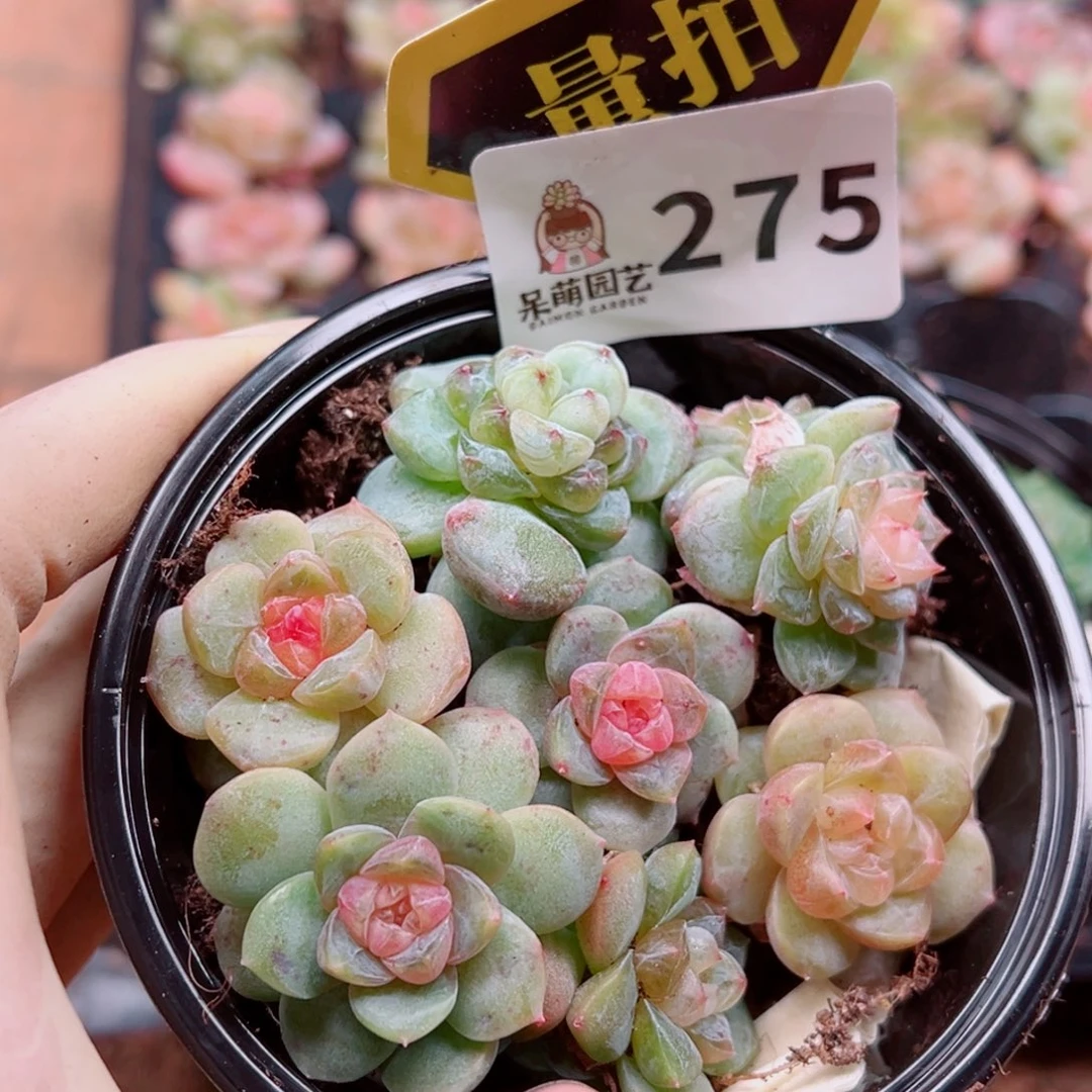 多肉植物多肉植物