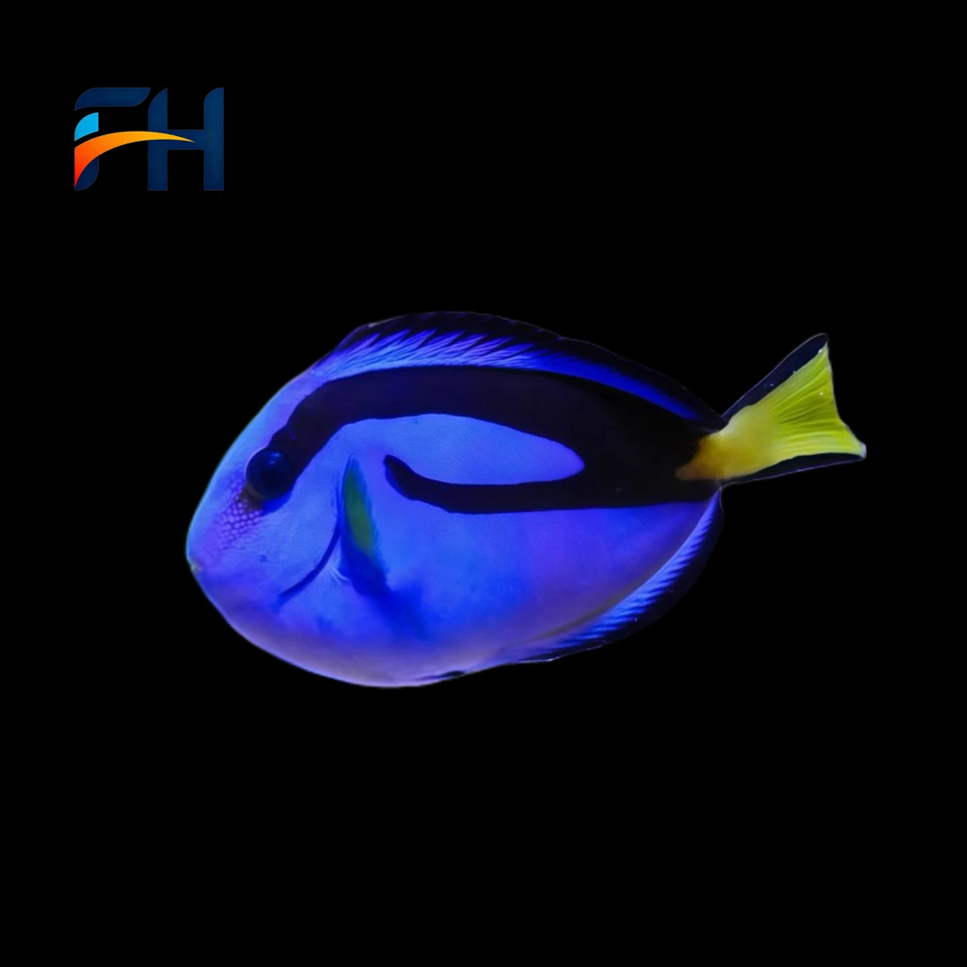 养定开口颗粒蓝吊海水观赏鱼活体水族宠物海鱼