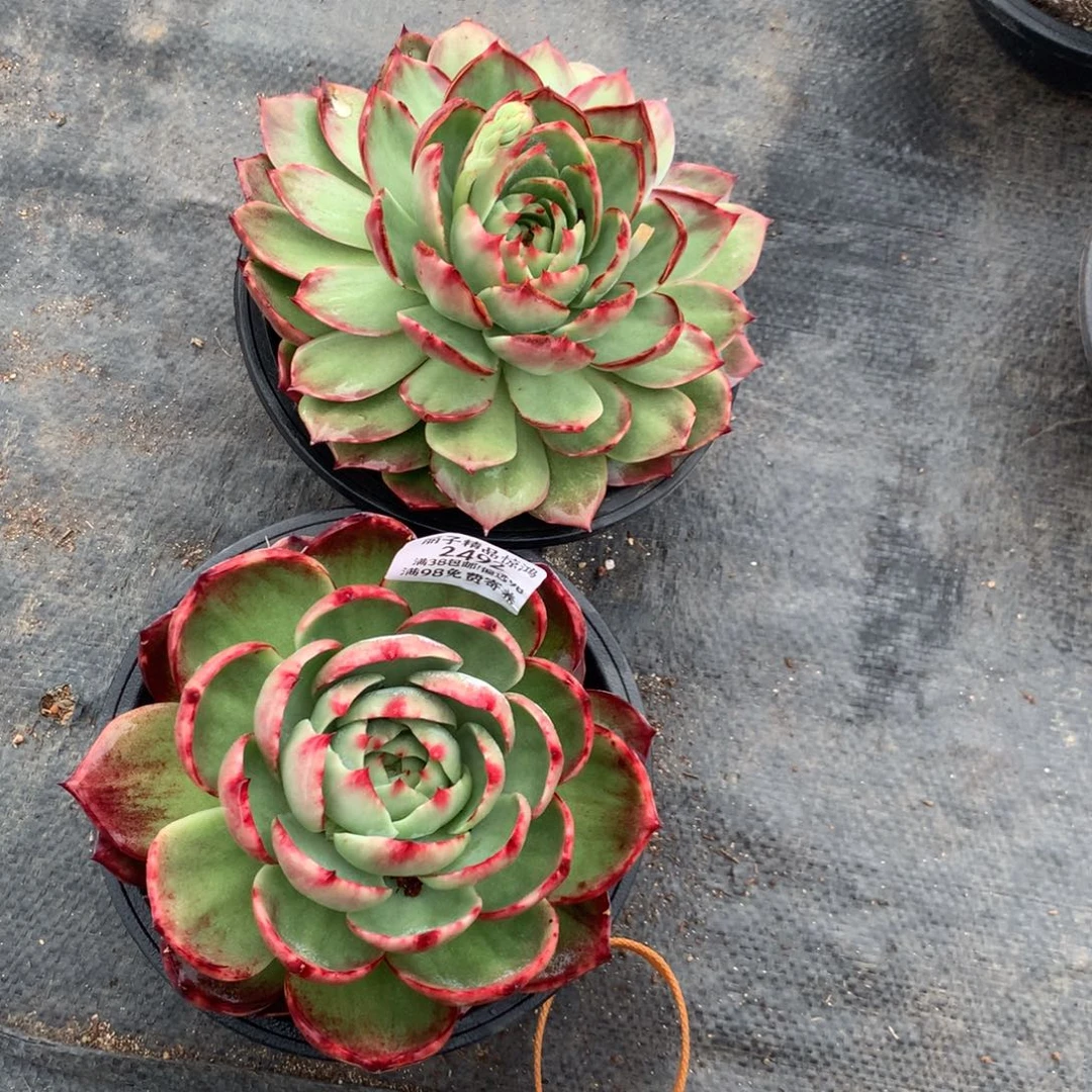 2492一物一拍2颗15厘米不售后