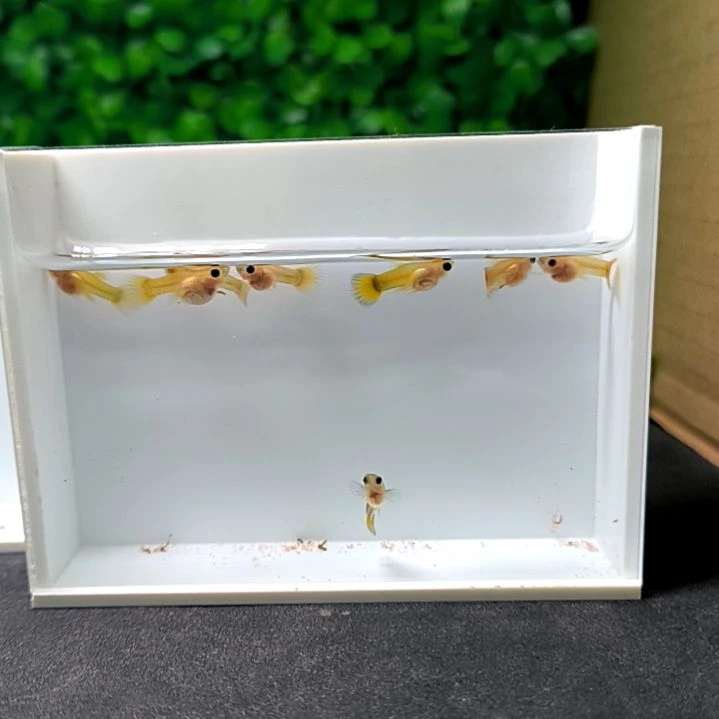 孔雀鱼黄金玻璃猫球体苗子8条。