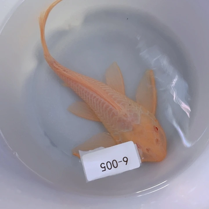 清道夫6-005女王大帆一条