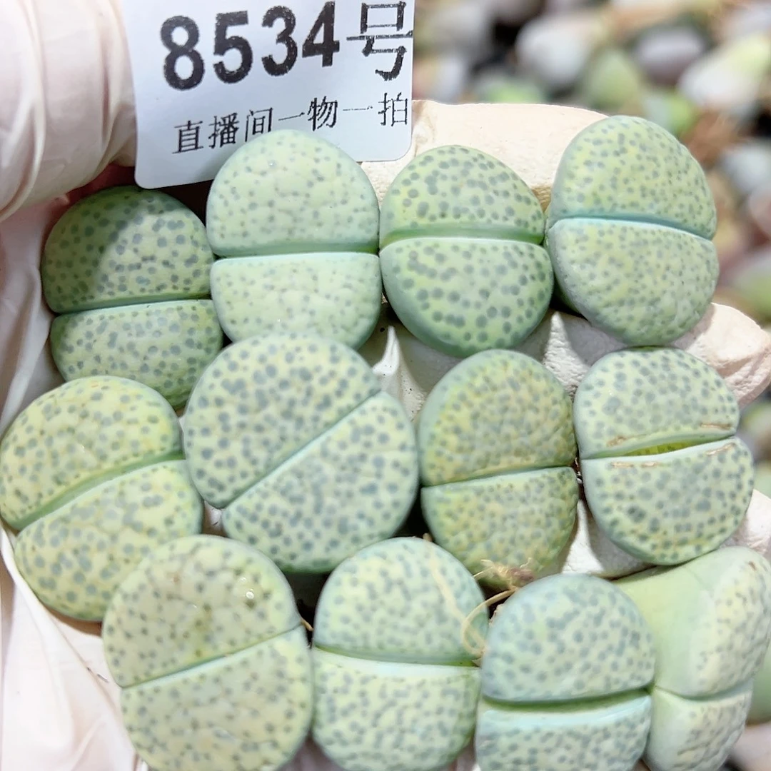 8534 好养易活生石花大母本12个