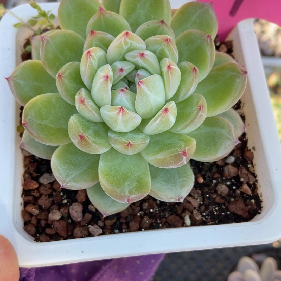 17雪花珍妮多肉植物