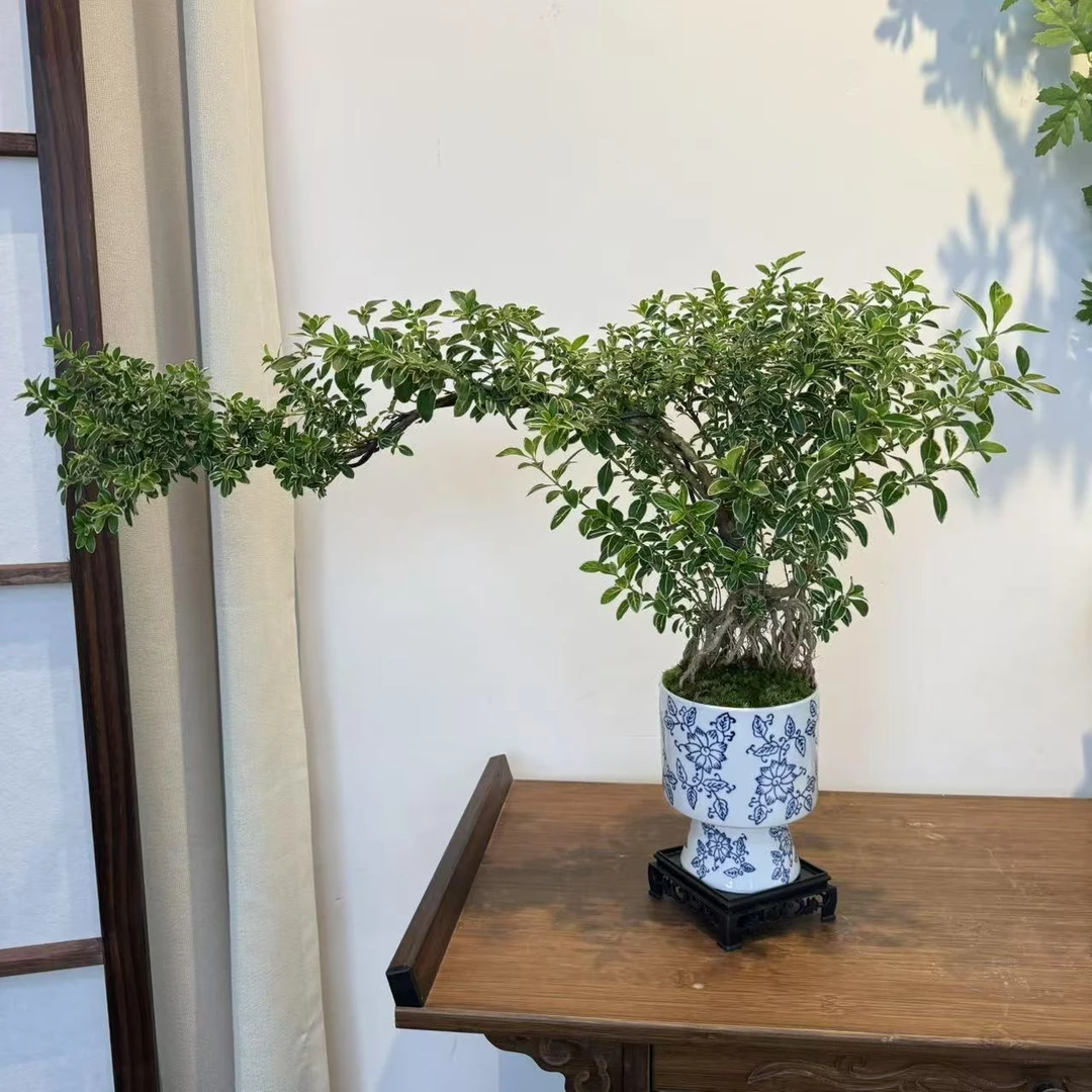 特色老桩提根飘枝金边六月雪室内客厅办公桌造型盆景