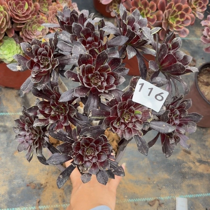水墨丹青多肉植物不包损116瑕疵