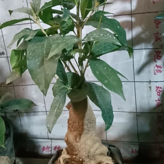 追***人完全开放四季丹桂