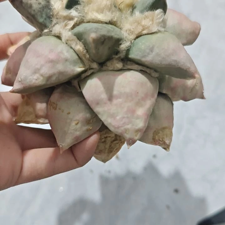 一物一拍，仙人球！！！！