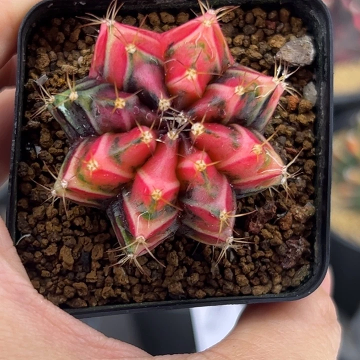 泰国米哈仙人球实生