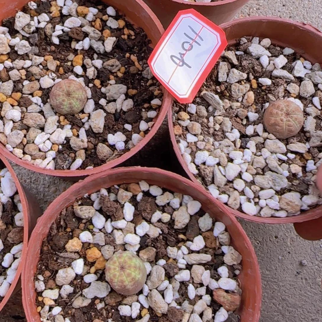 ?**?块根植物块根植物