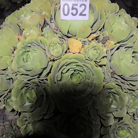虐***心052绿羊绒法师外卖