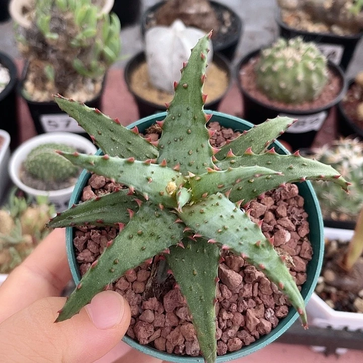 687卡萨帝芦荟块根