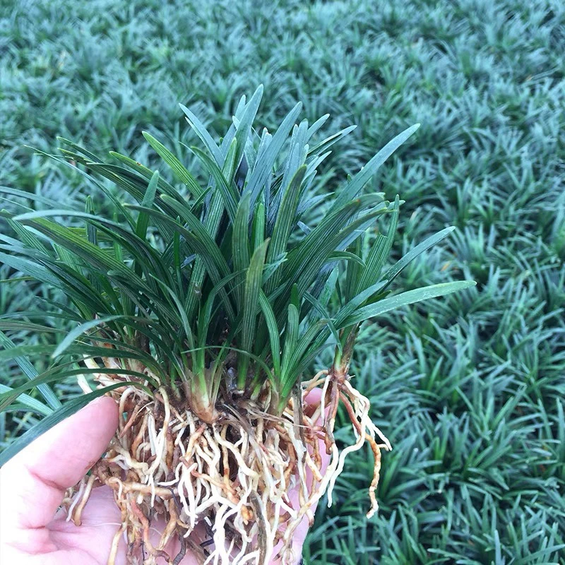 麦冬草玉龙草苗四季常青耐寒耐热免修剪用于别墅庭院绿化