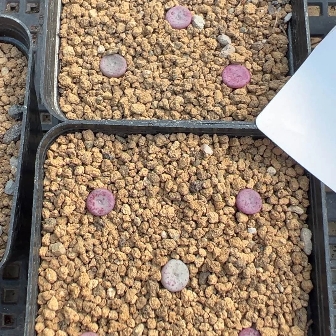 1-24量拍f纽扣5颗