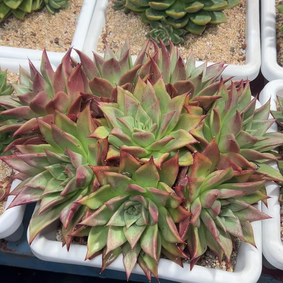 多肉植物一物一拍024