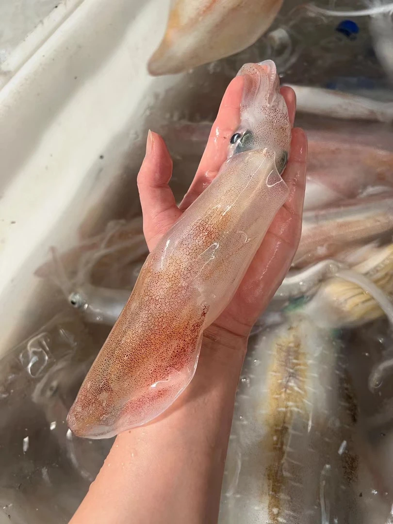 南澳岛手钓火箭鱿鱼刺身级活冻海钓大管鱿鱼推荐白灼或涮烫