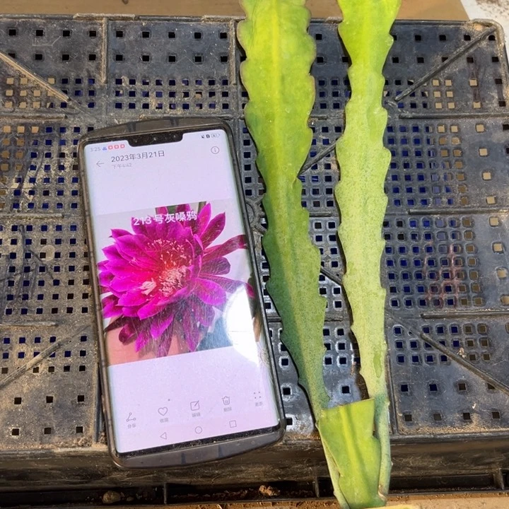 当前无花栽培后可以开花743
