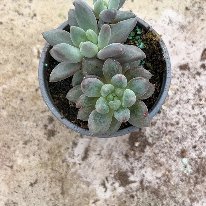 【闪购商品】车厘子石化