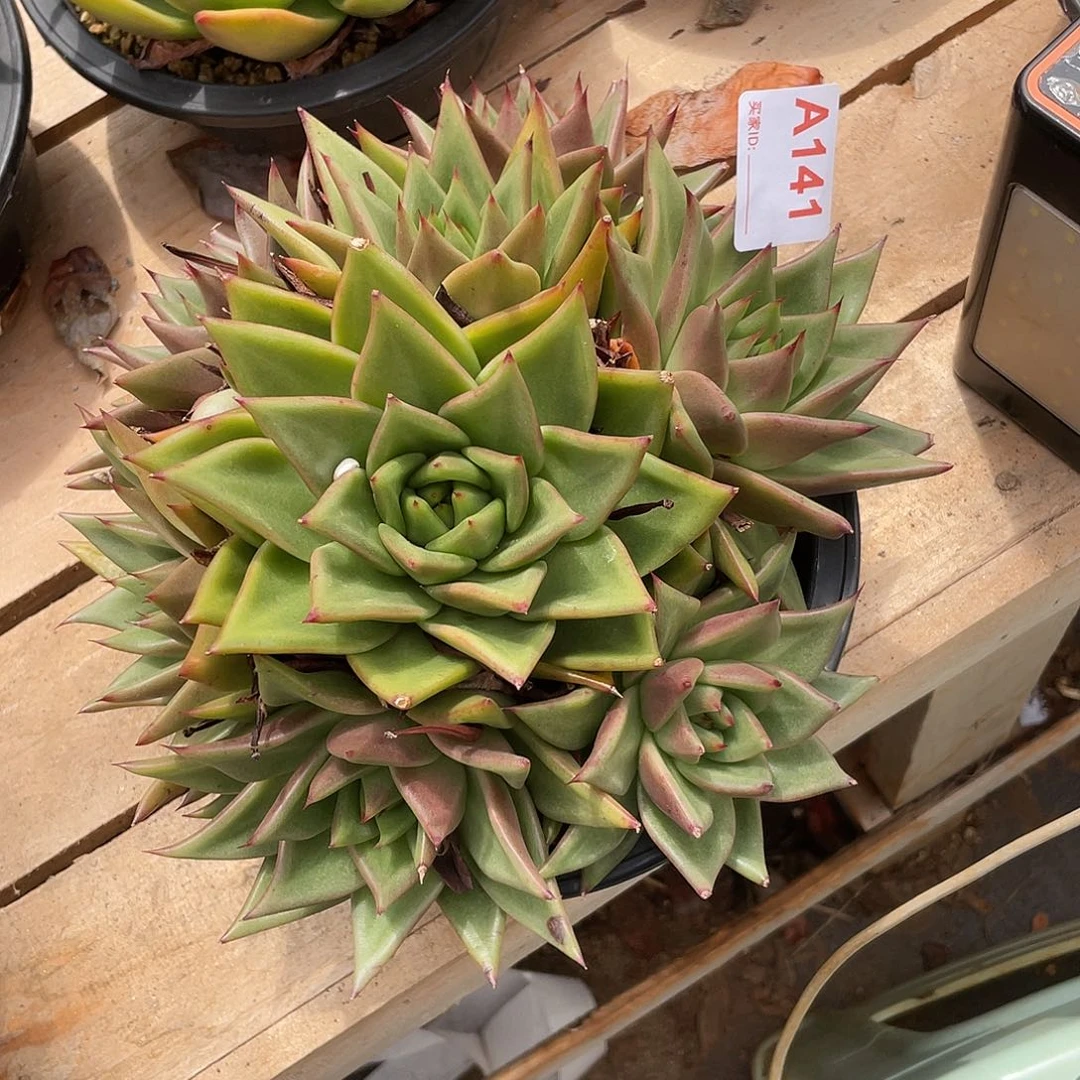 若如东云单拍A142