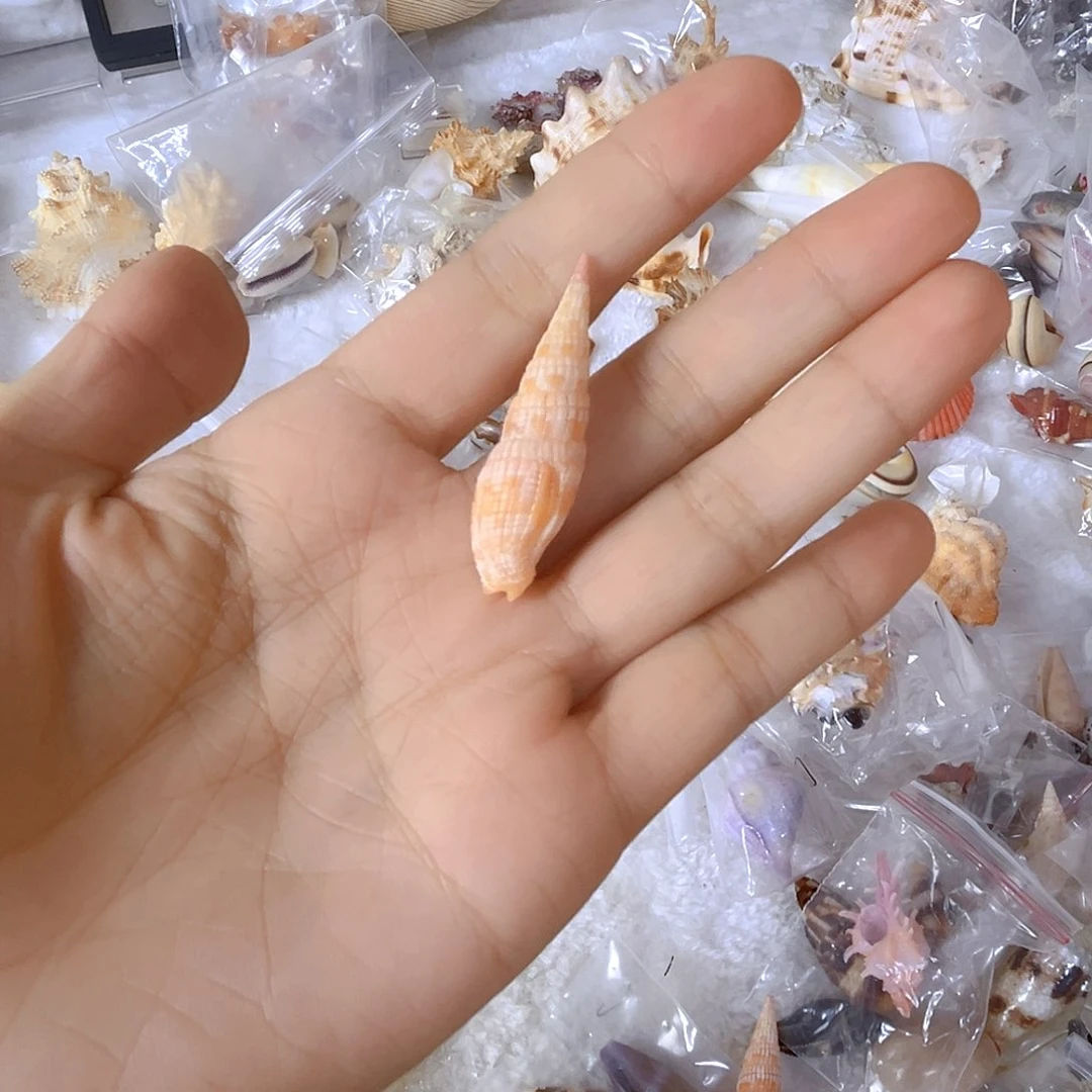 大理石磁石?***y天然贝壳海螺批发零售