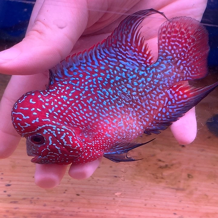 罗汉鱼福利8888888888888