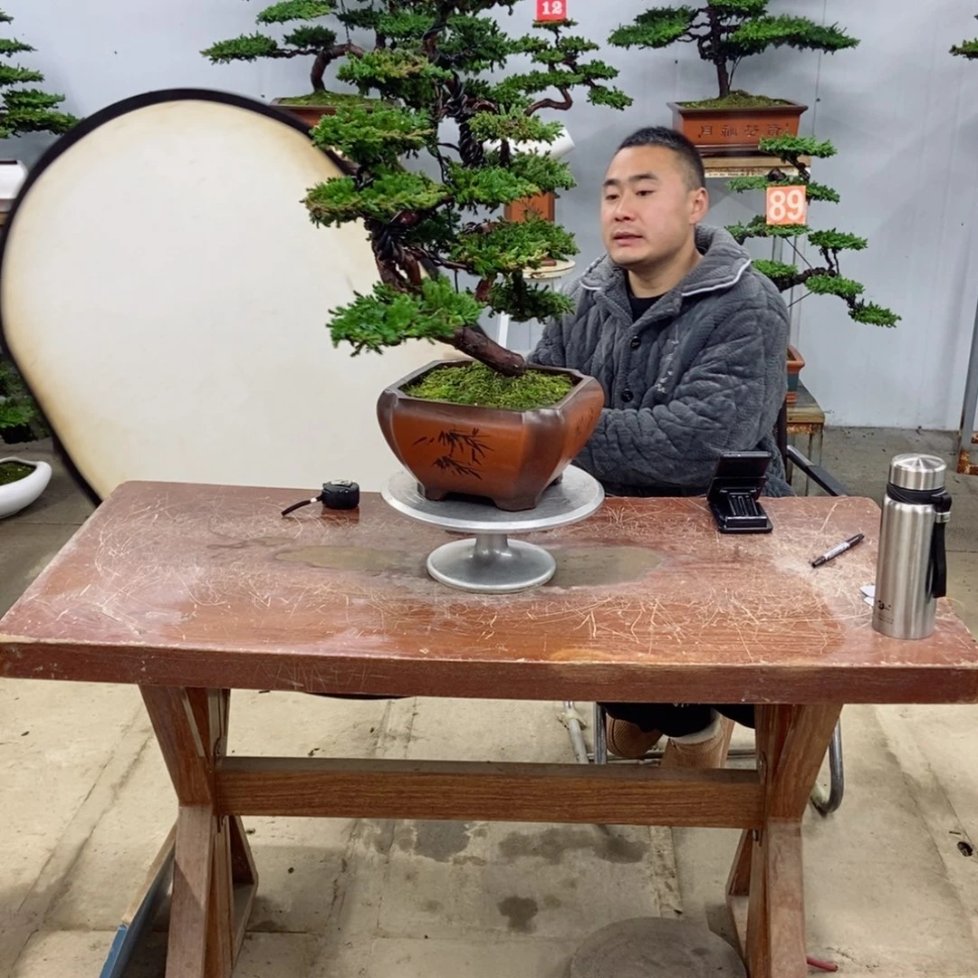 无花朵珍珠柏盆景