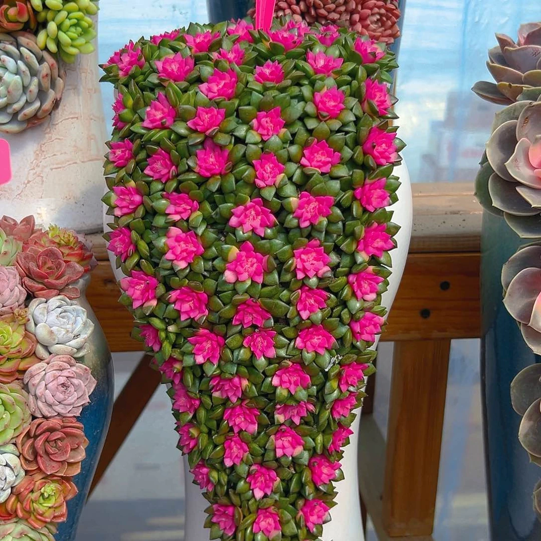 114紫心多肉组合花园