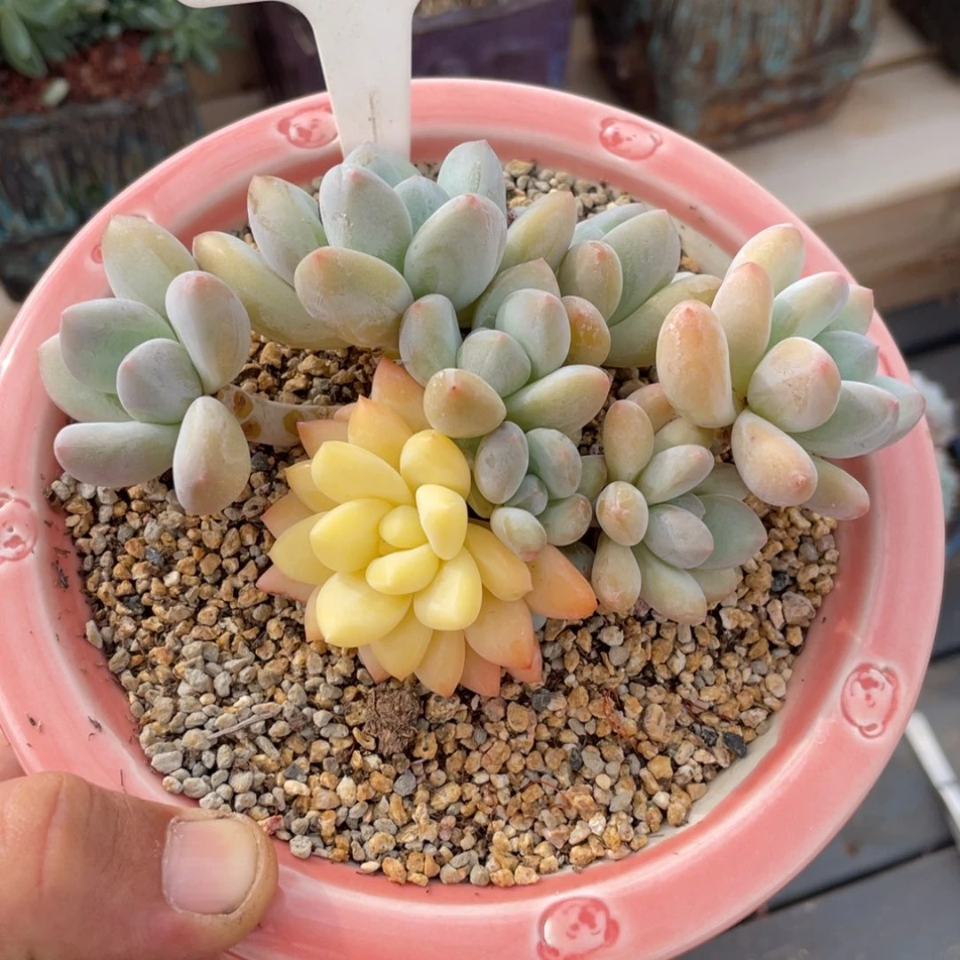 0669香水锦不带盆13厘米