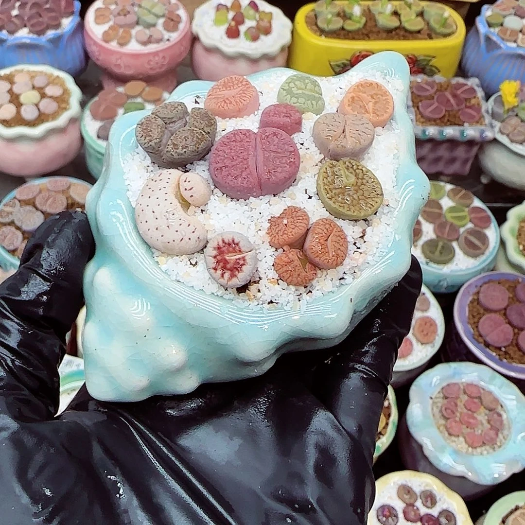 生石花满18包邮1128-123