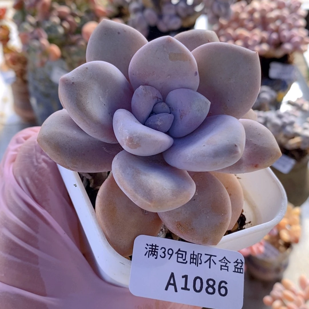 桃霜单头1086多肉植物