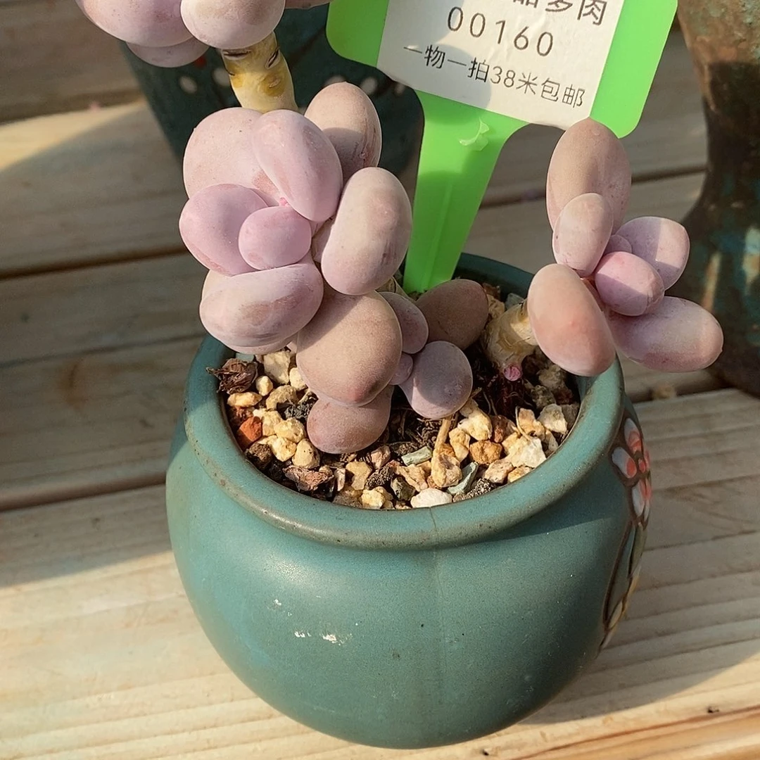 160咯日落了咯哦我哦哦