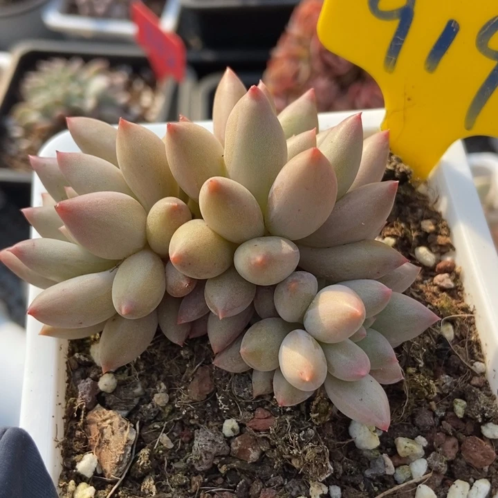 919车厘子多肉植物保护