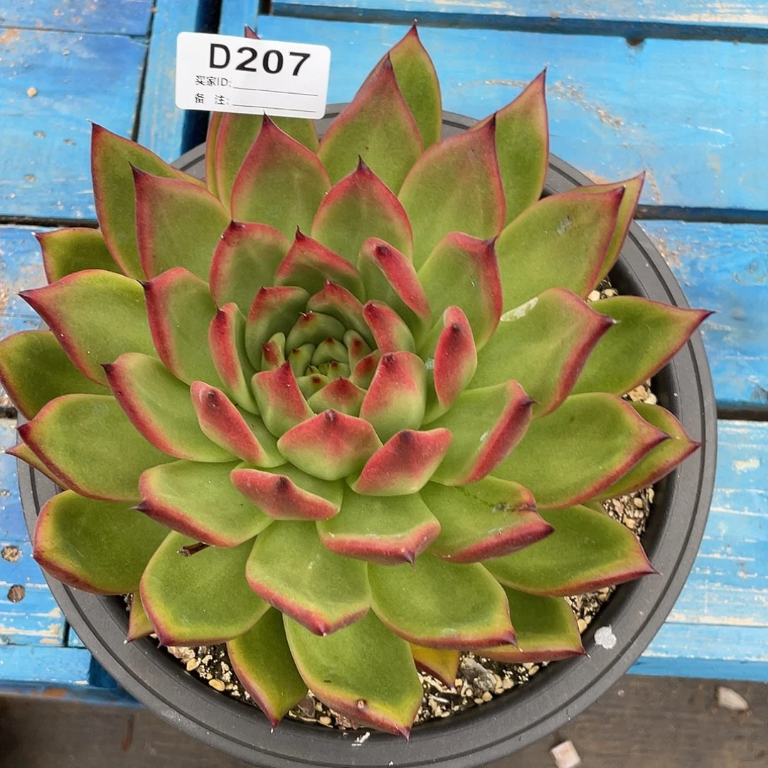 若如东云单拍D207