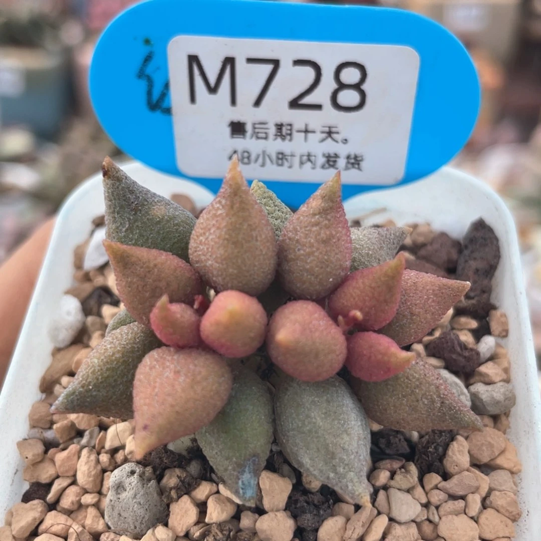 福利。    728。
