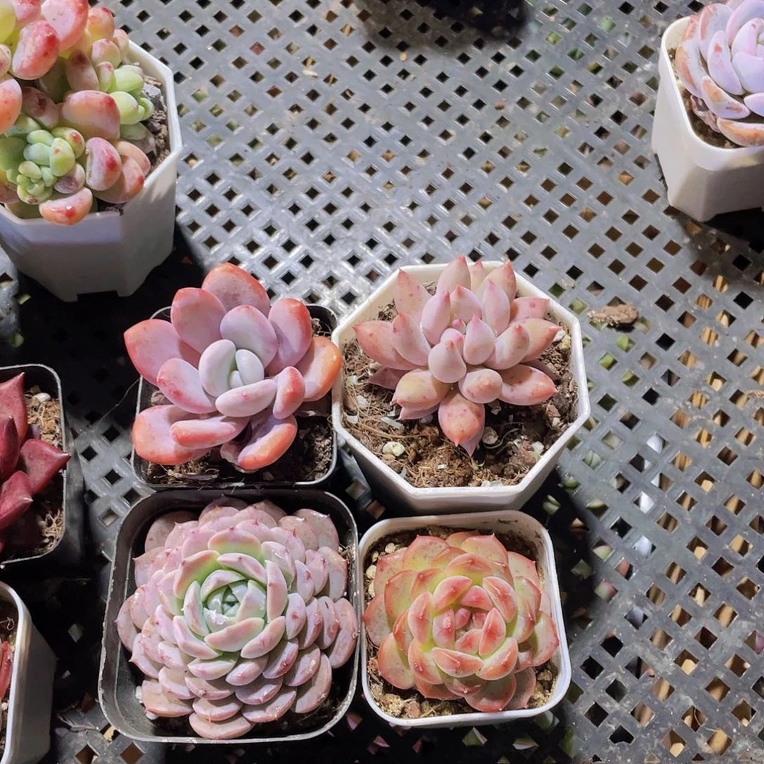 粉兔+所罗门+琴心+恩宠