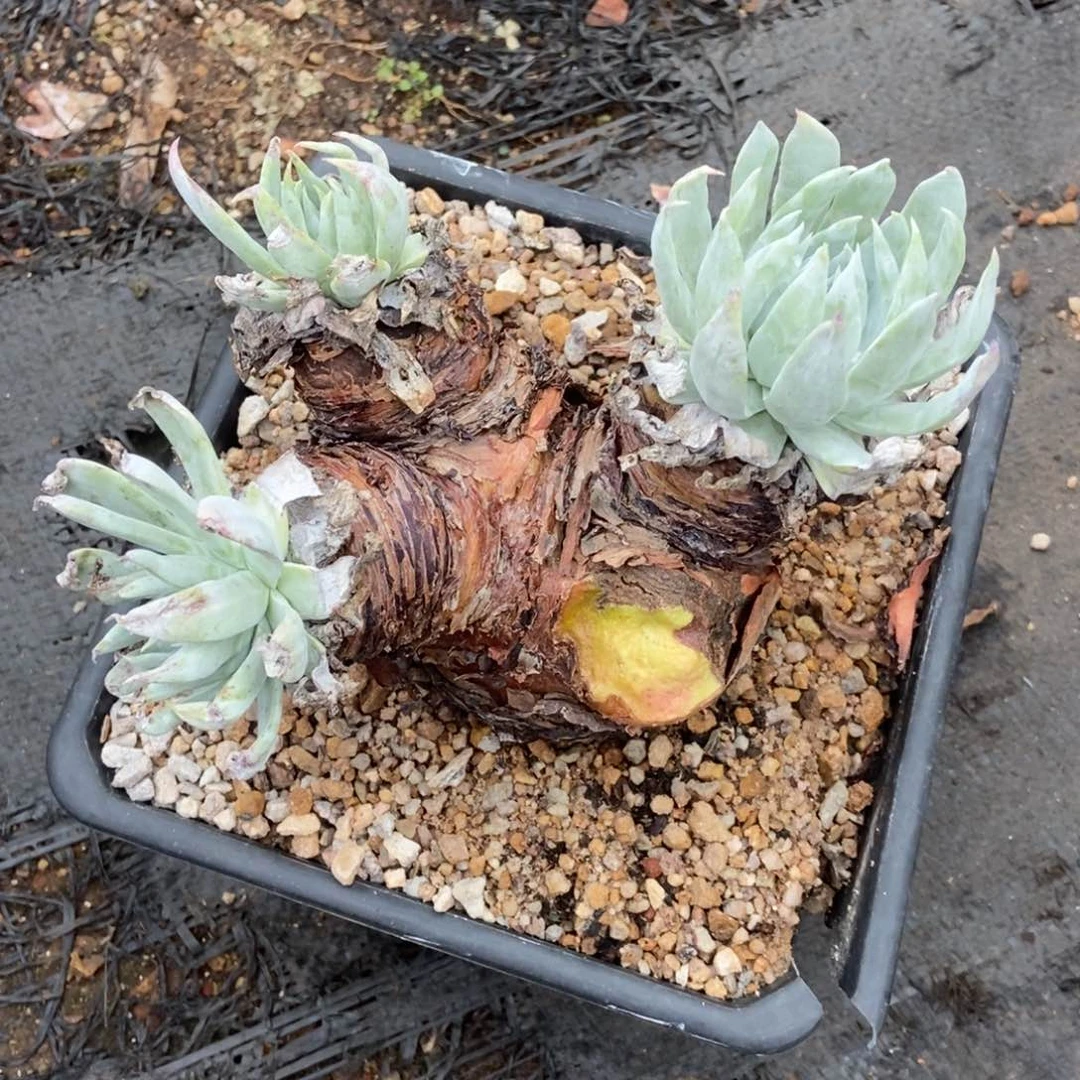 石***_瑕疵处理多肉植物啦啦啦