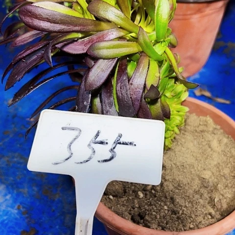 多肉植物黑法师缀花
