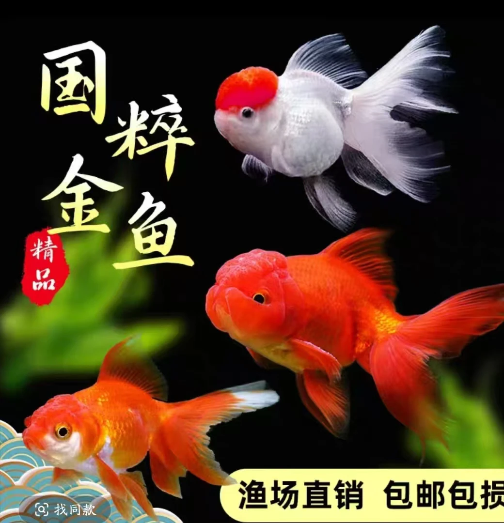 精品冷水金鱼鱼观赏鱼大尺寸好养易活包邮包损质保24h9-12cm