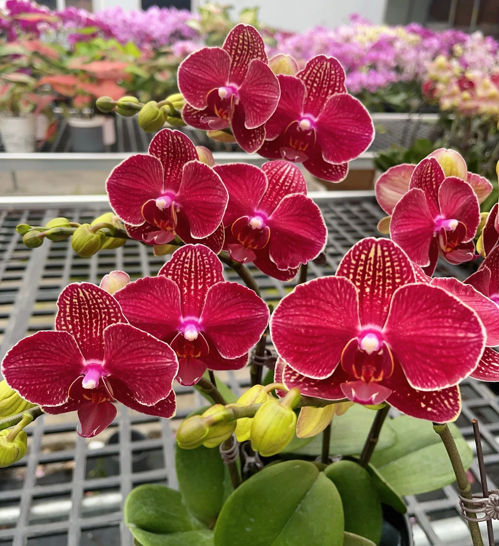 05【樱桃】3.0寸中花型.精品蝴蝶兰.室内植物