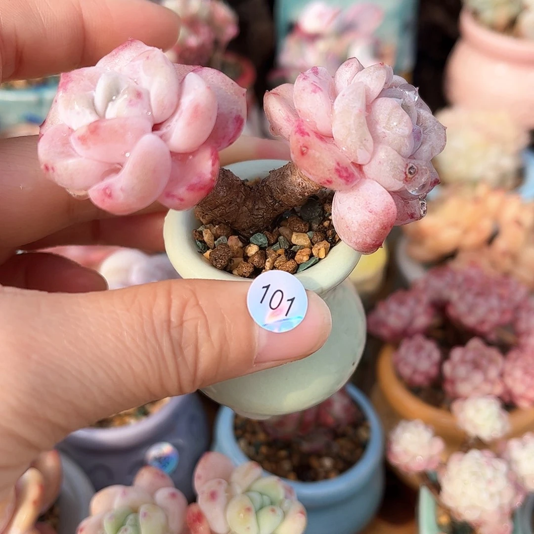 东****и101多肉含盆土30元包邮除偏远