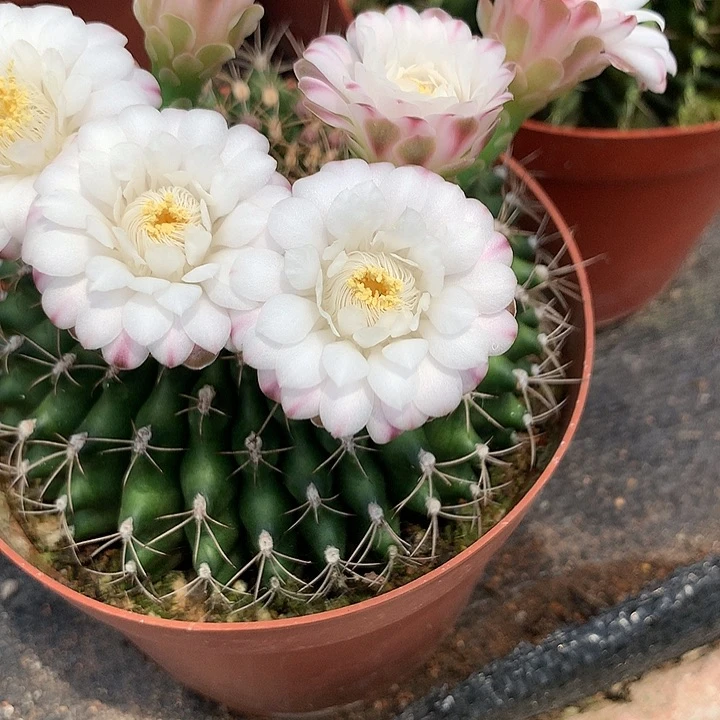 完全开放思****?仙人球实生翠皇冠