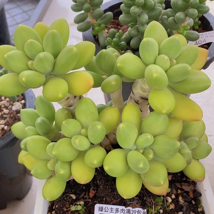 芒果奶老桩16cm128多肉植物