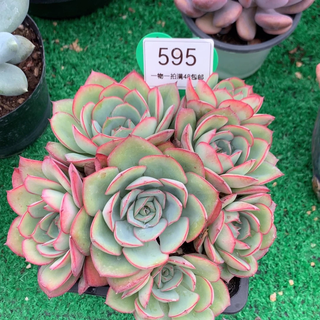 牡丹亭老桩无砍捧花595