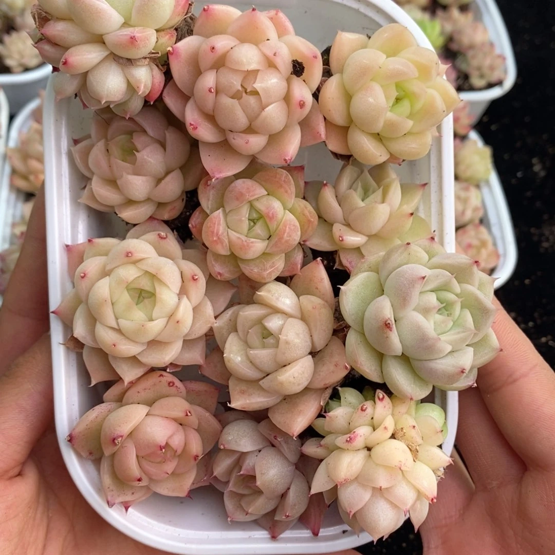 2-844 新疆西藏内蒙不发其他12.8包邮1.5到2厘米