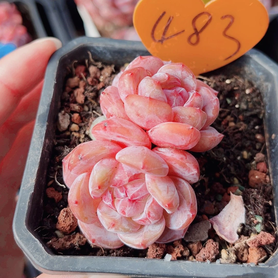 483号小老桩石榴籽星影群