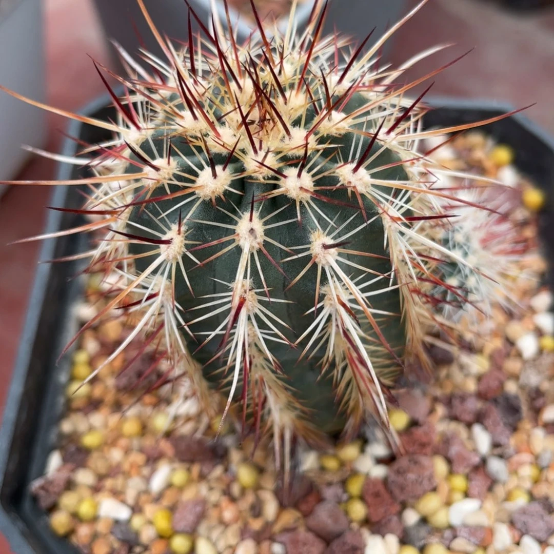 鹿角柱实生仙人球DA白红司