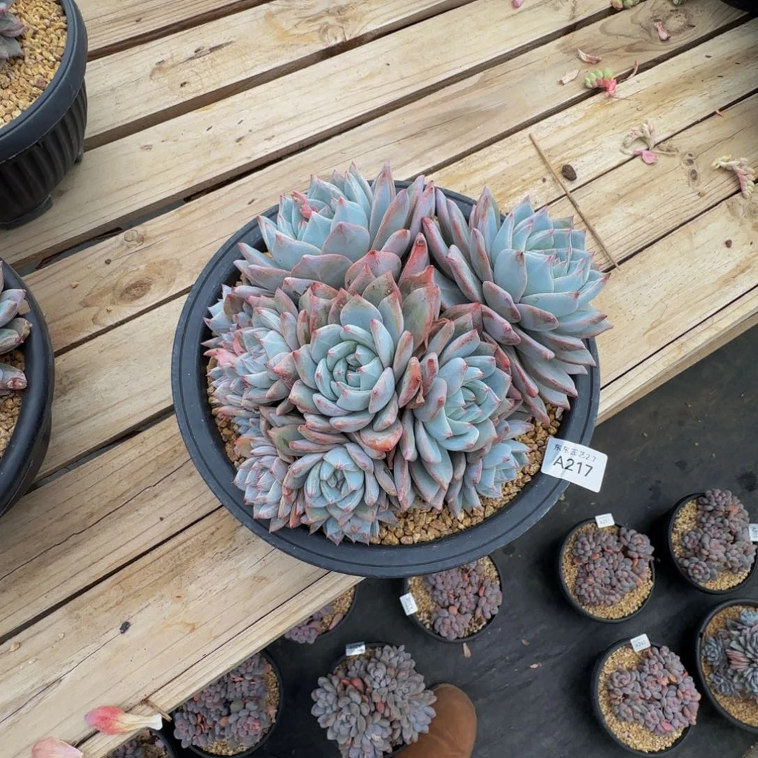 多****贝a a a a a a a a 217