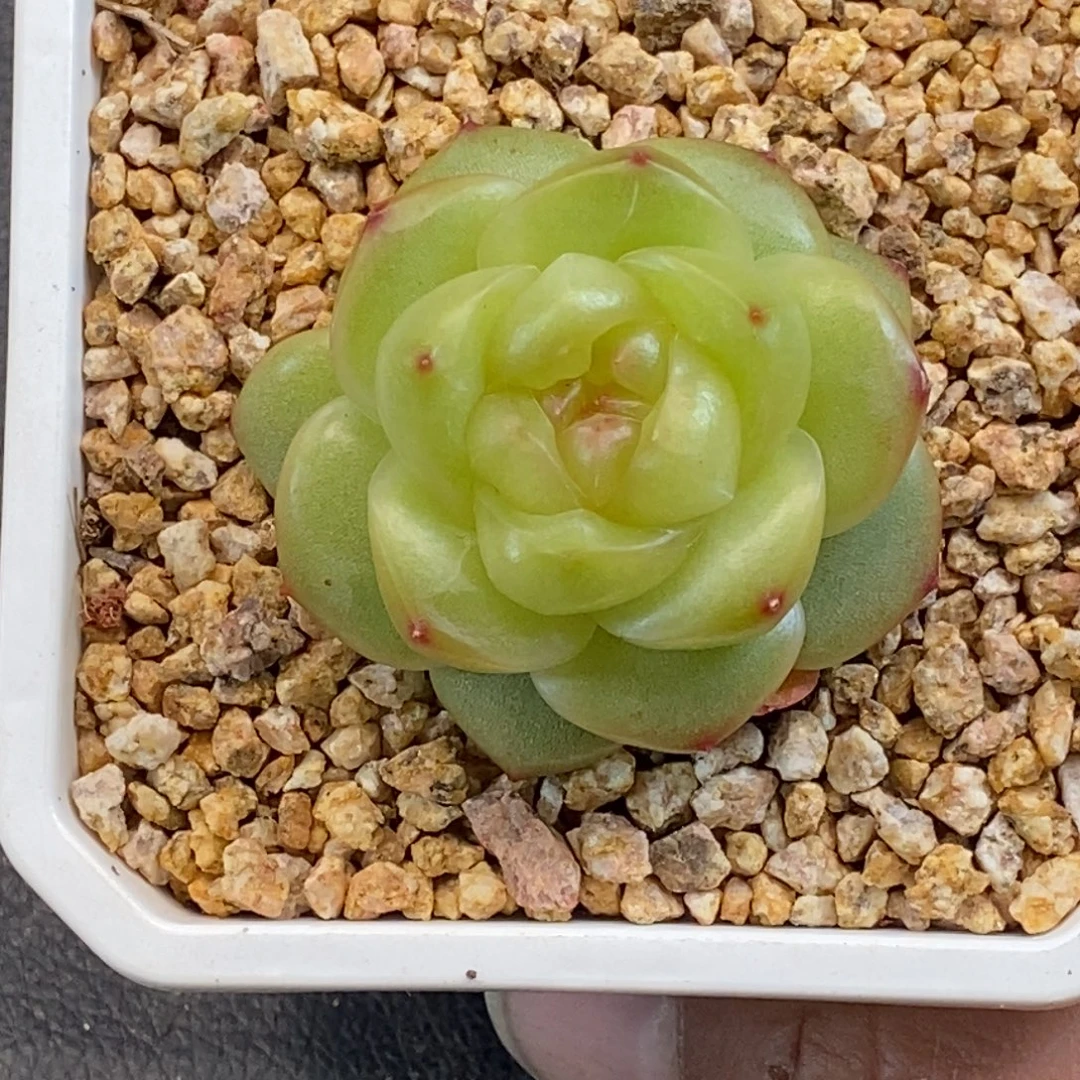 天官赐福百无禁忌