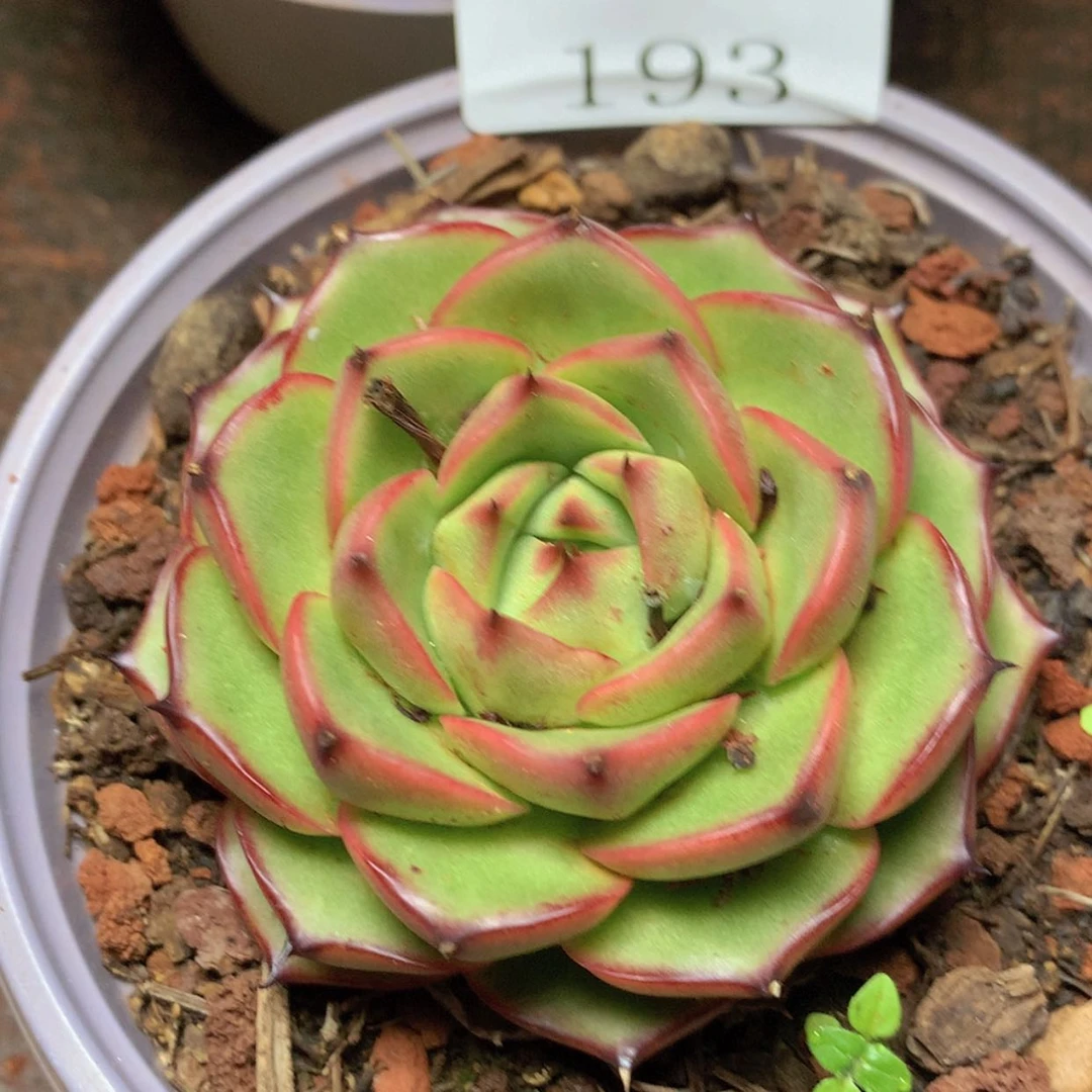 【闪购商品】云193号